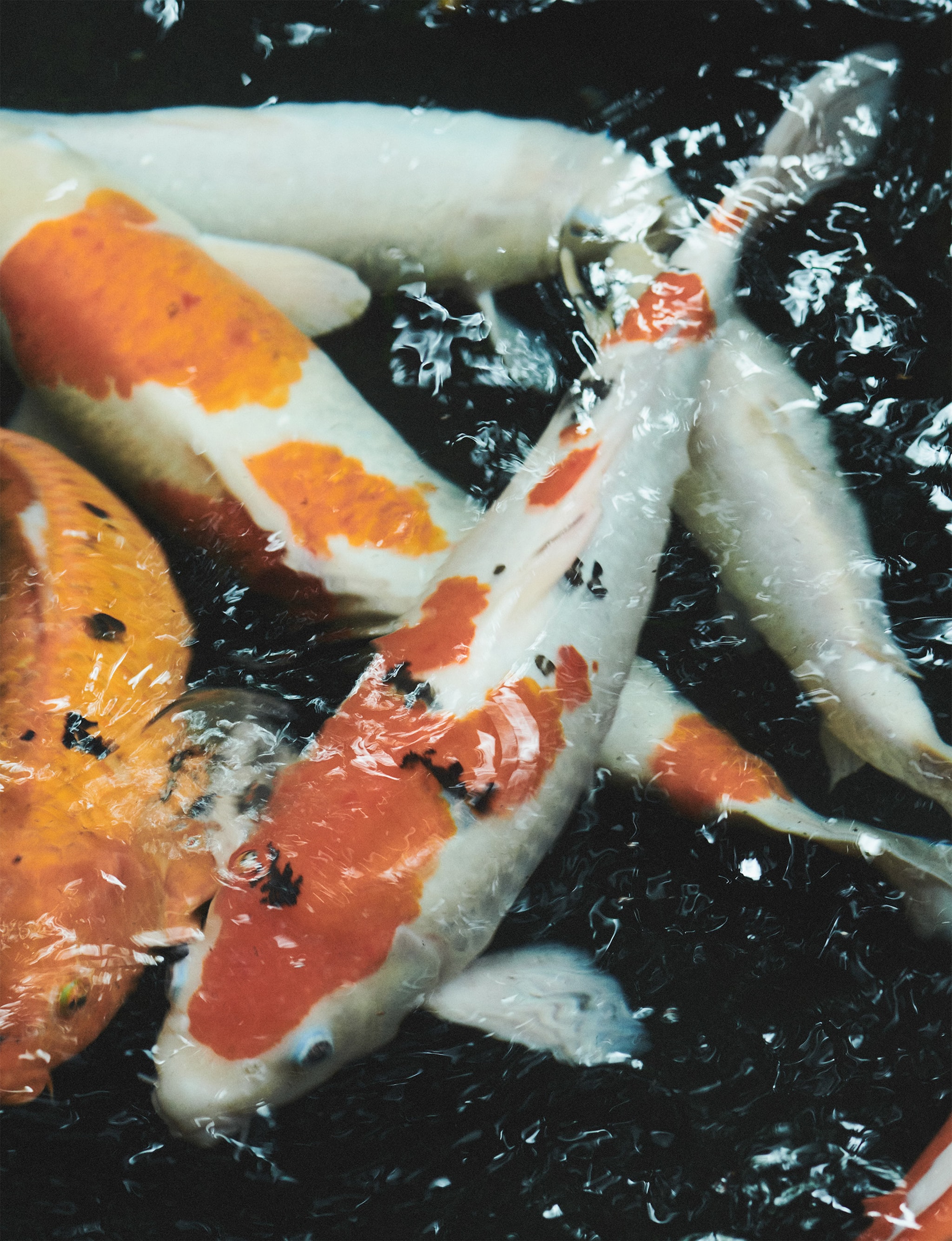 Lost in Translation POP Magazine Charlotte Wales 2023